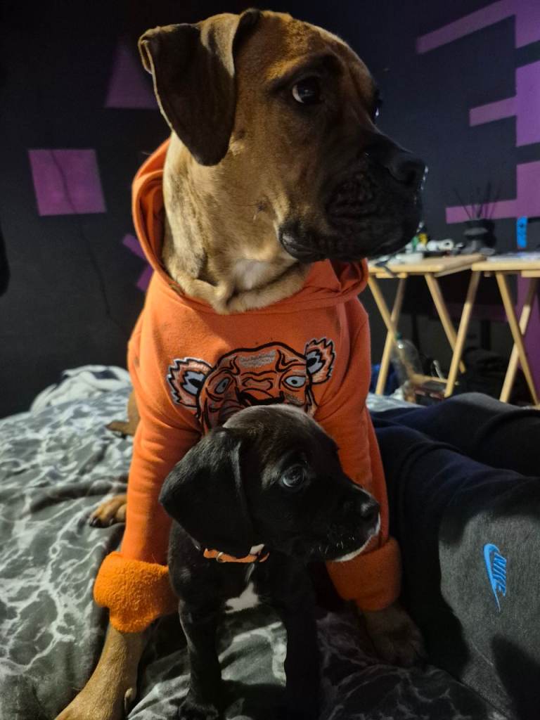 ONLY 1 PUPPY left Bullmastiff cross springer spaniel 