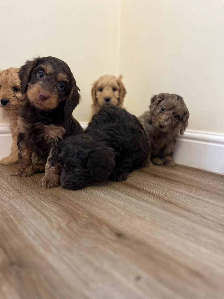 Cockapoo puppies f1