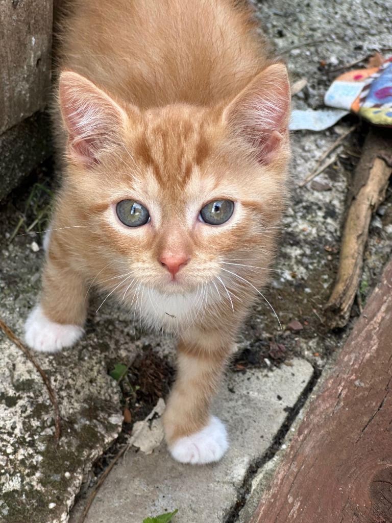 Kittens for sale, born on 21st March