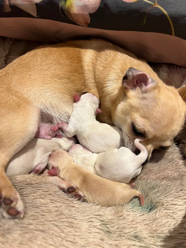 **FINAL REDUCTION** Gorgeous 10 weeks old Chihuahua puppies for sale. 
