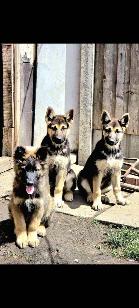 Double long coat German Shepherd puppies 