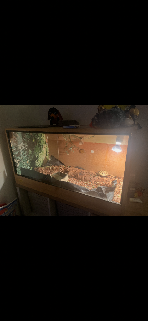 Horsfield tortoise and vivarium 