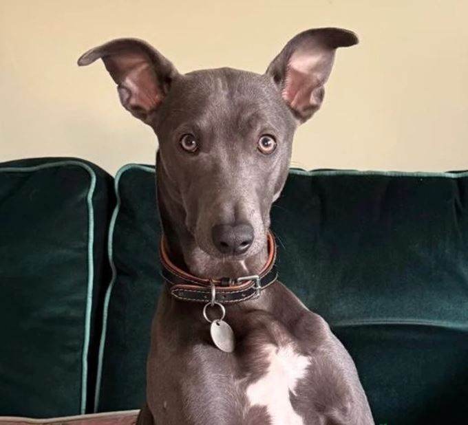 Beautiful Whippet Cross in need of new home