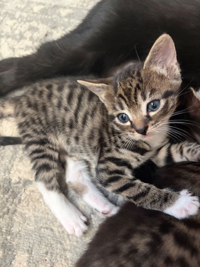 Bengal x bombay