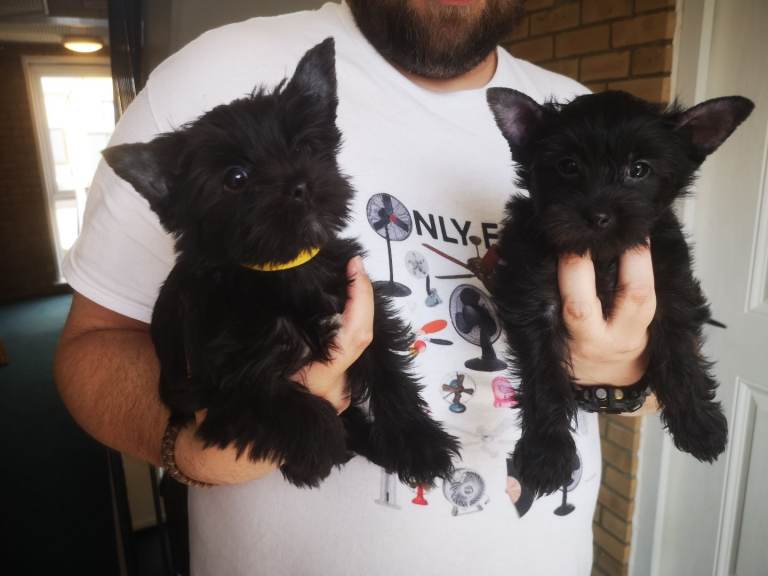 Yorkshire terrier Dark puppies looking for new homes. 