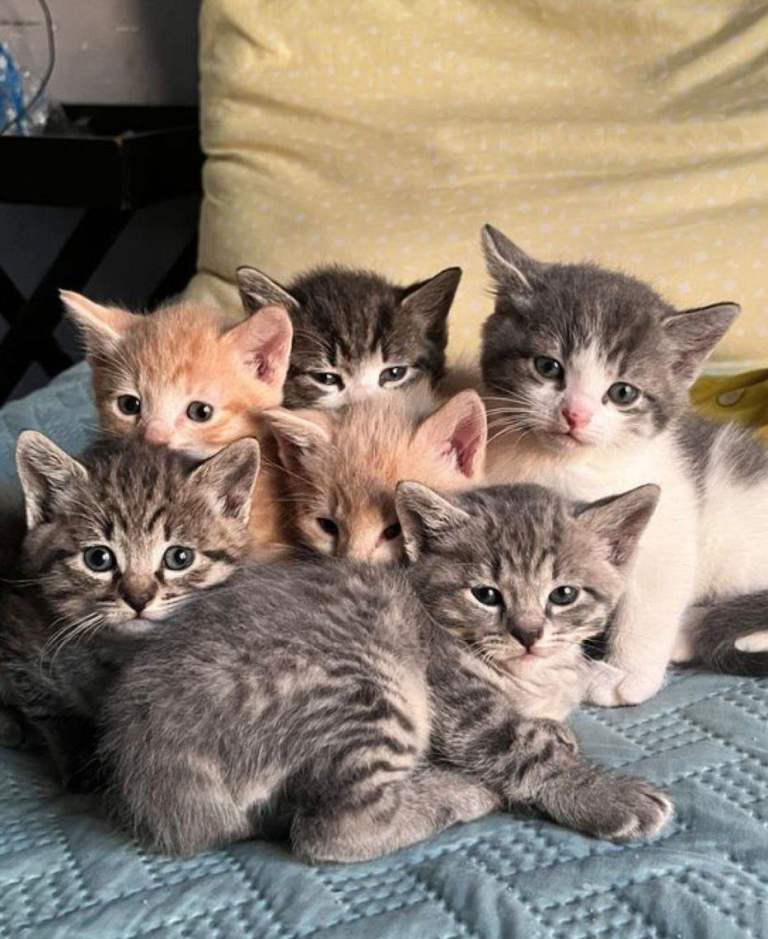 Beautiful Siberian Mix Kittens Check Description 