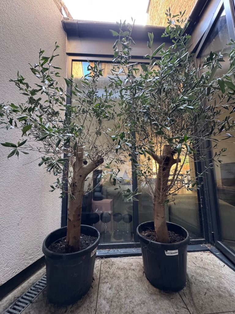 2 x Olive trees (mature, think trunks) 