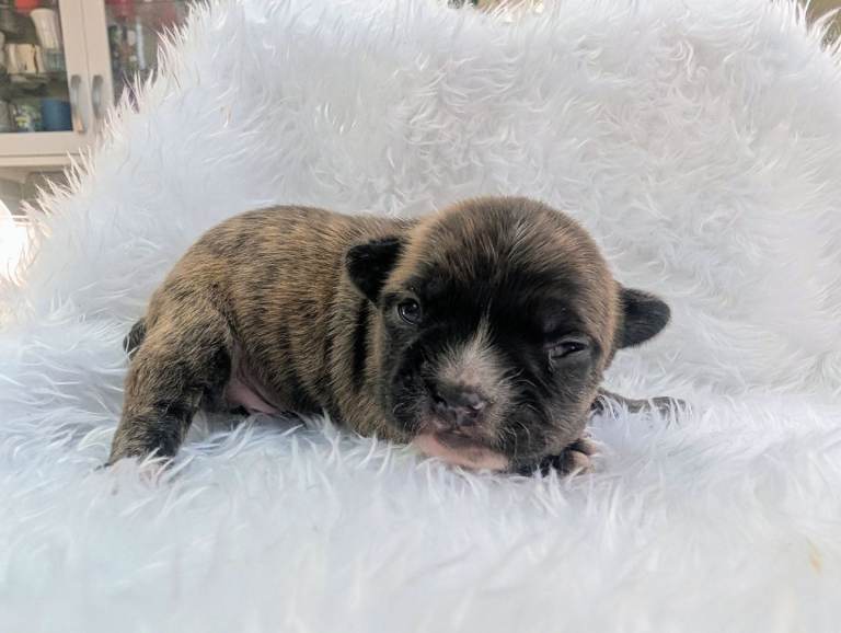 Two Dogs one Bitch french bulldog mix puppies