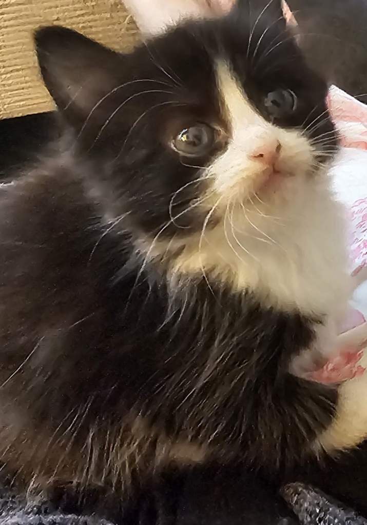 Kittens for a new home 