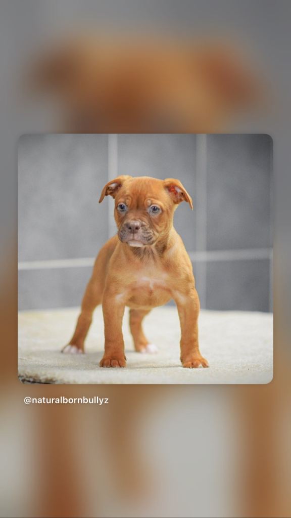 5 star licensed breeder olde English bulldog old tyme bulldog 