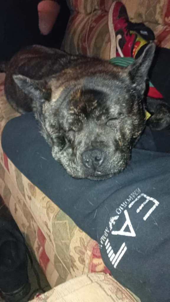 Chow chow cross frenchie 