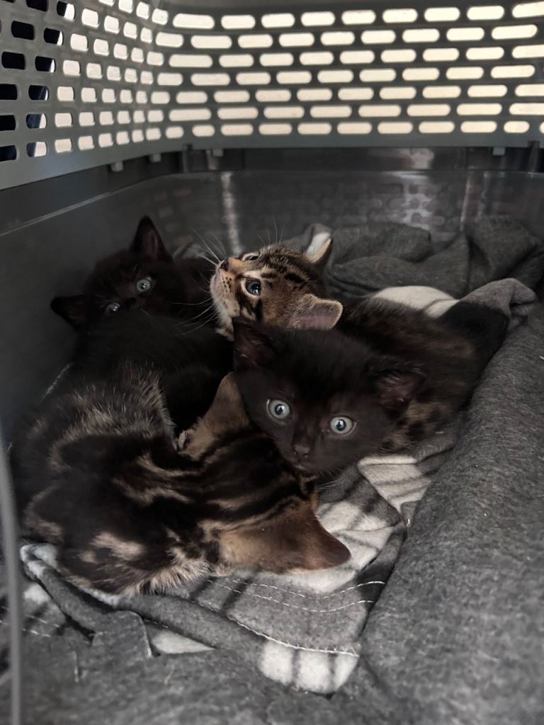 4 beautiful bengal mixed kittens