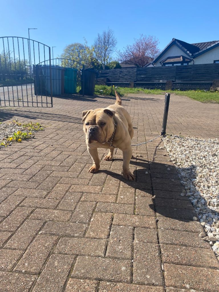 Female American Pocket Bulldog