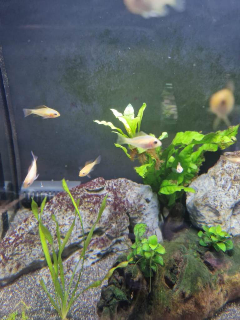 Selling adult and baby angel fish