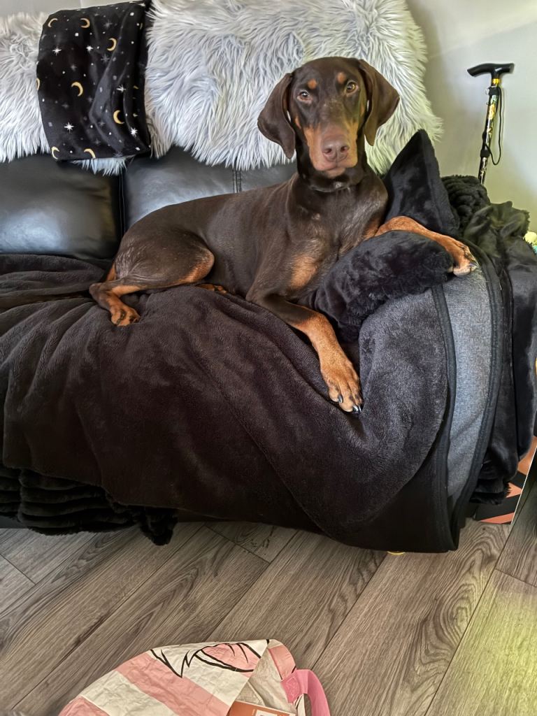 Stunning chocolate and tan dobermann