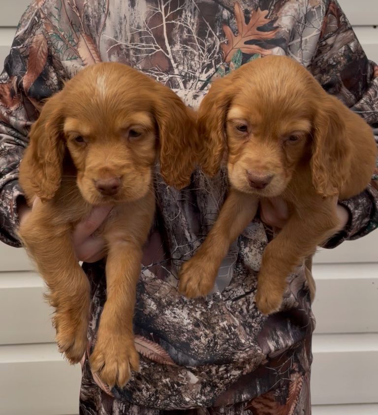 Working Cocker Spaniel pups / puppies. 