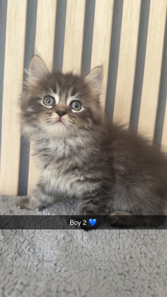 1boys💙2girls❤️