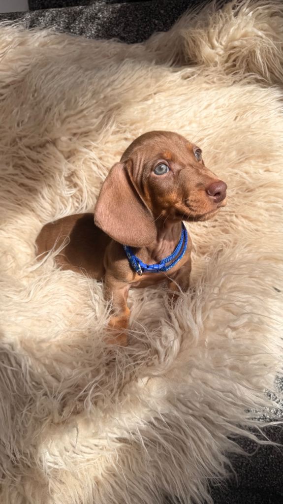 KC registered miniature dachshund. 1 left 