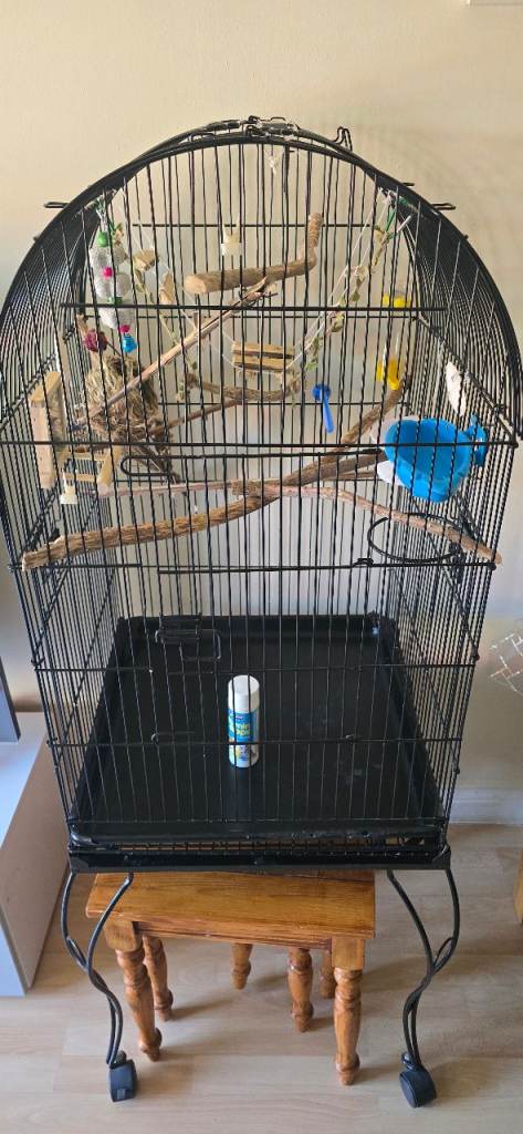 Bird cage 