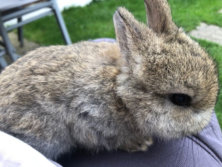 4 netherland dwarf bunnies 
