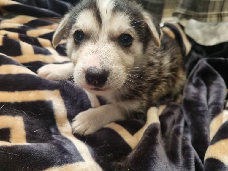 Shepsky pups forsale 