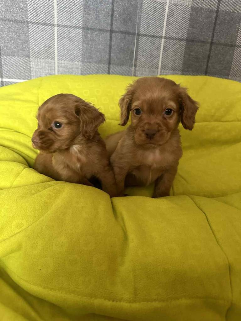Stunning little red cocker spaniel male £800