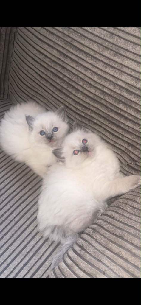 Ragdoll ready ro leave now!