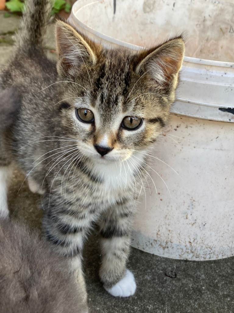 2 beautiful Kittens looking for homes