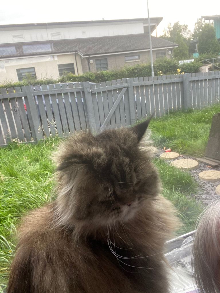 Female persian