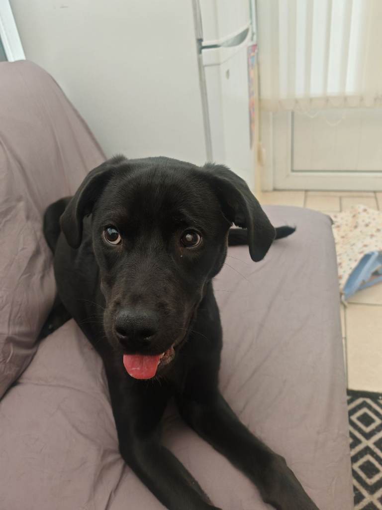 Black Lab needing new home