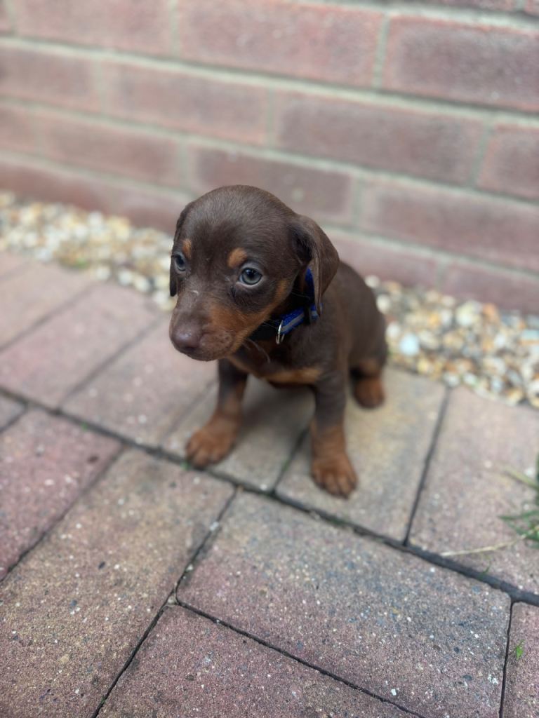 Dachshund 