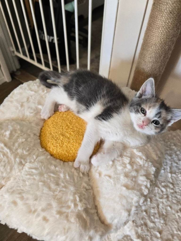 Gorgeous Maine Coon cross kittens