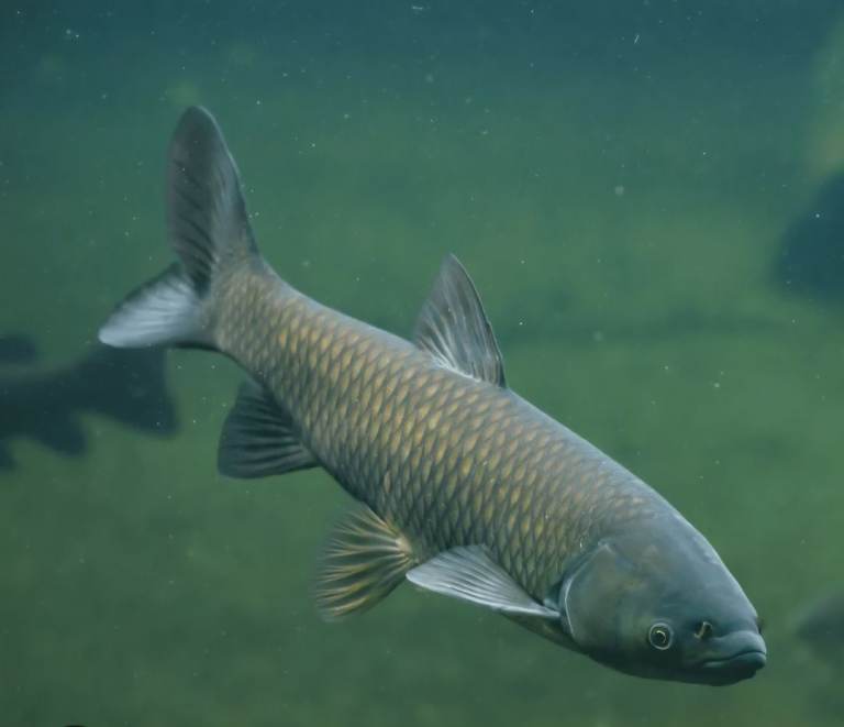 Grass carp 2ft+ long 