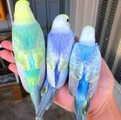 Baby budgies &cage&food