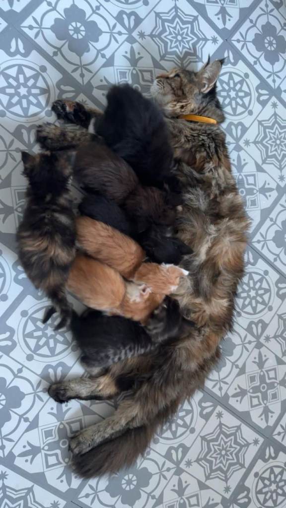 Maine Coon cross kittens