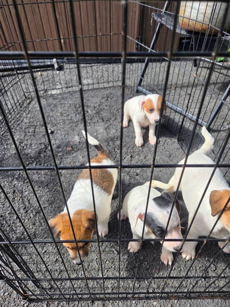 Jack russell pups 