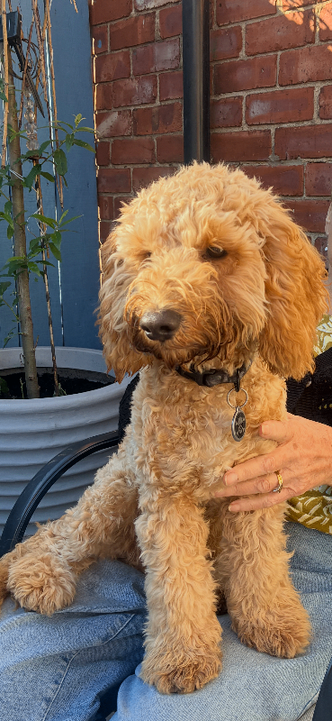 Cavapoo six and a half months old