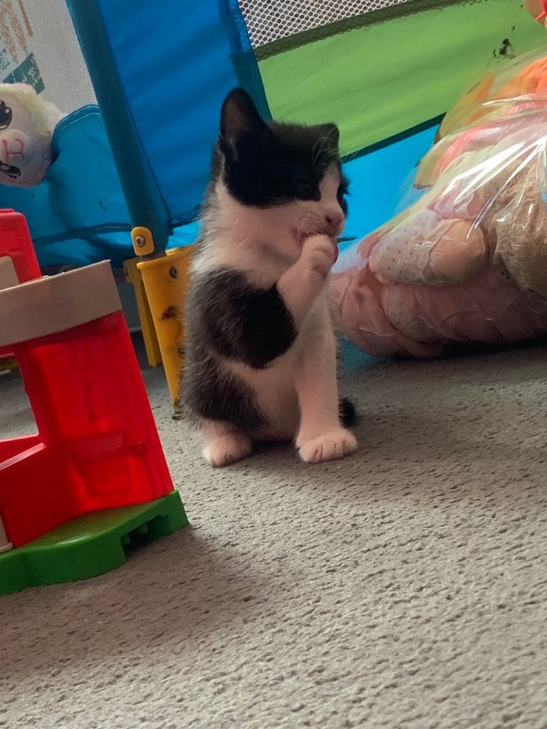 Kittens, ready now