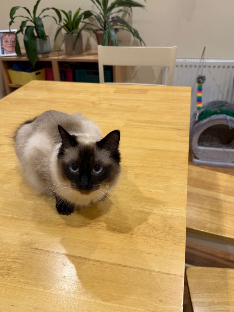 Beautiful Young Ragdoll Cat – Looking for a Loving Home