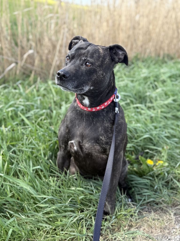 Sunny - 9 Years Old - Retirement Home Needed