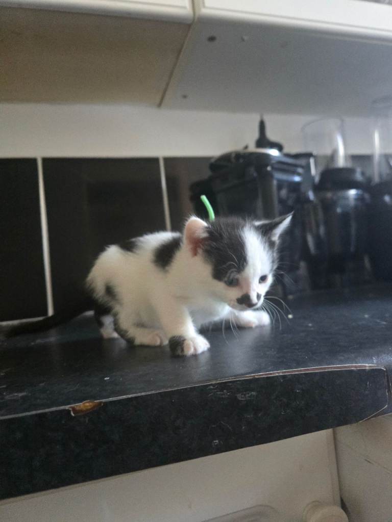Kittens (tuxedo)