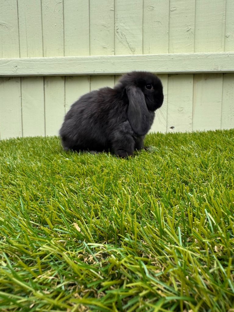 Mini lops 