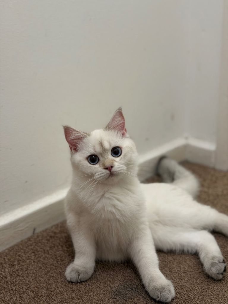 white colorpoint  600£  tabby brown kitten 300£
