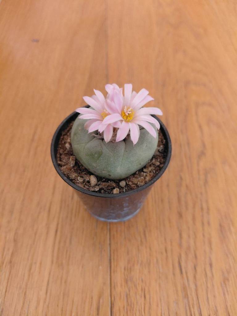 Lophophora fricii - rare succulent plant - cactus