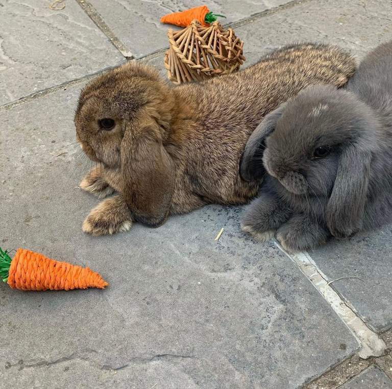 Rehome instagram famous bunnies mini lops