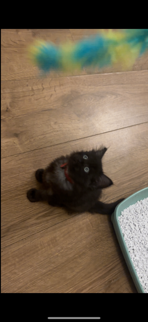  **Female Ragdoll Kitten Looking for Her Forever Home**