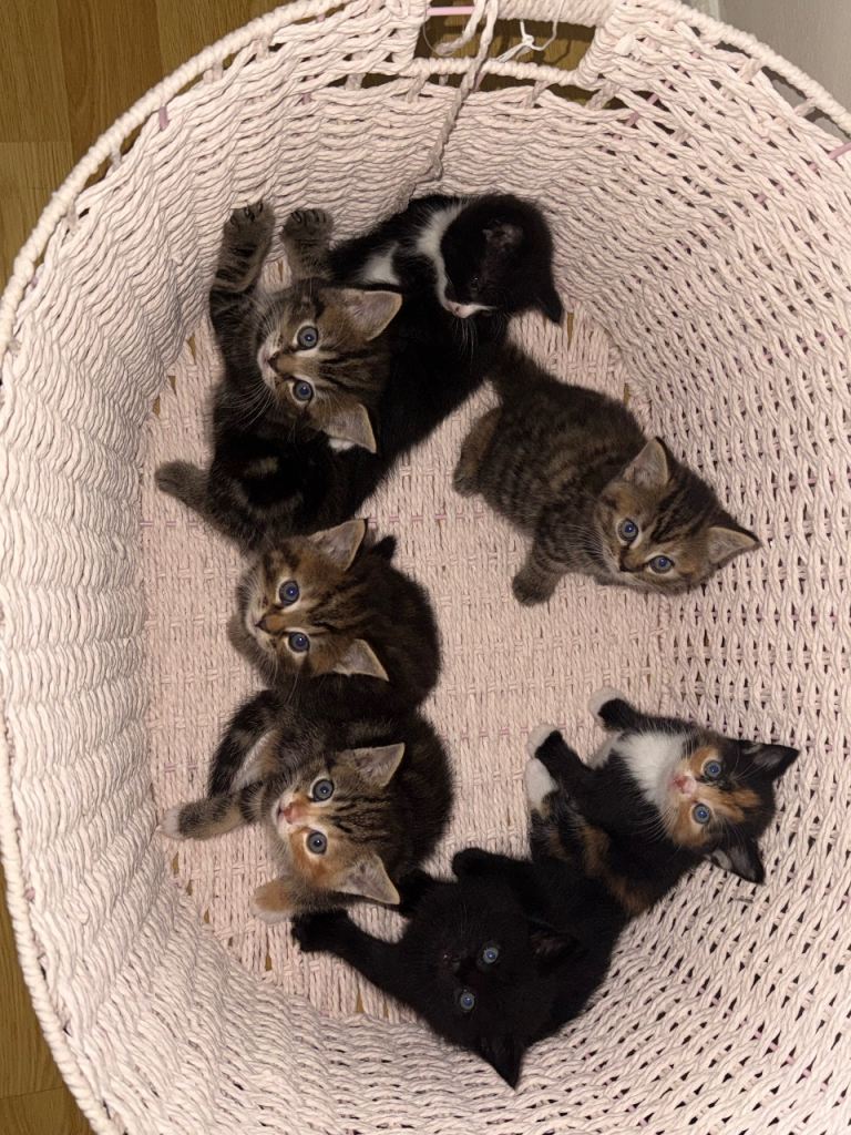 Mixed british shorthair cats 