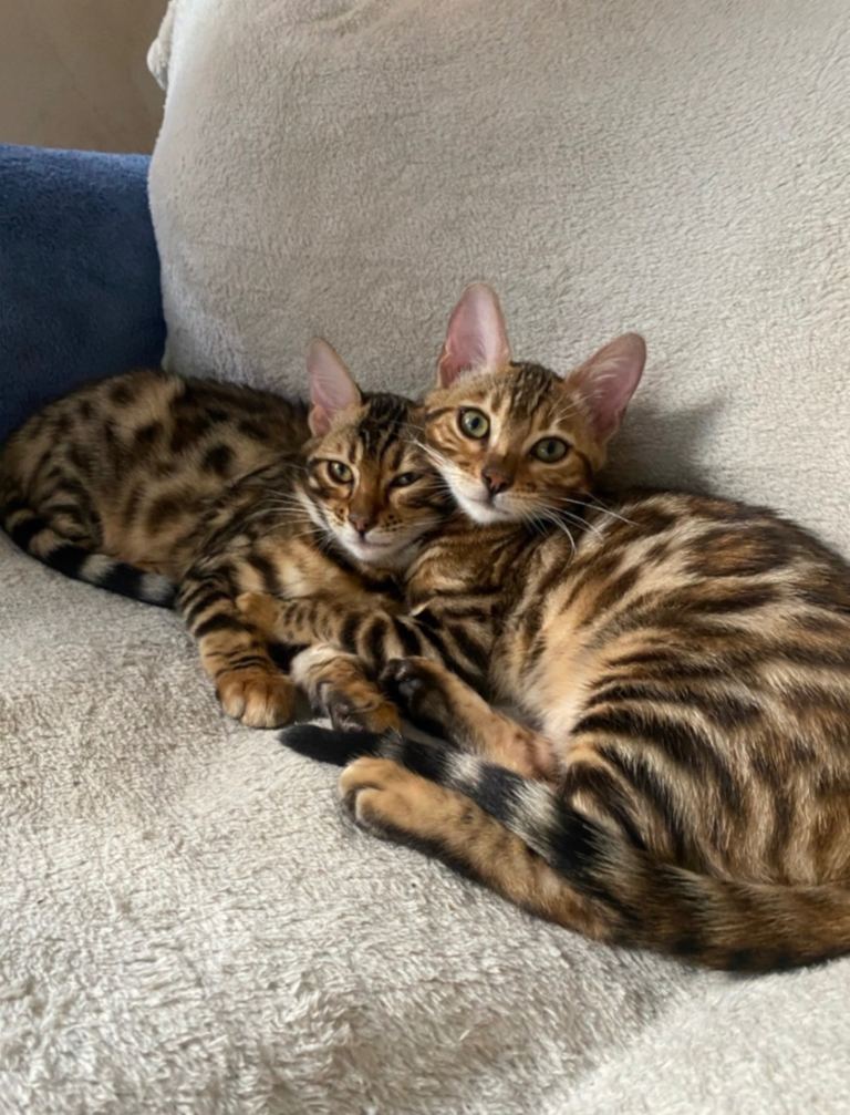 Two bonded bengal cats 