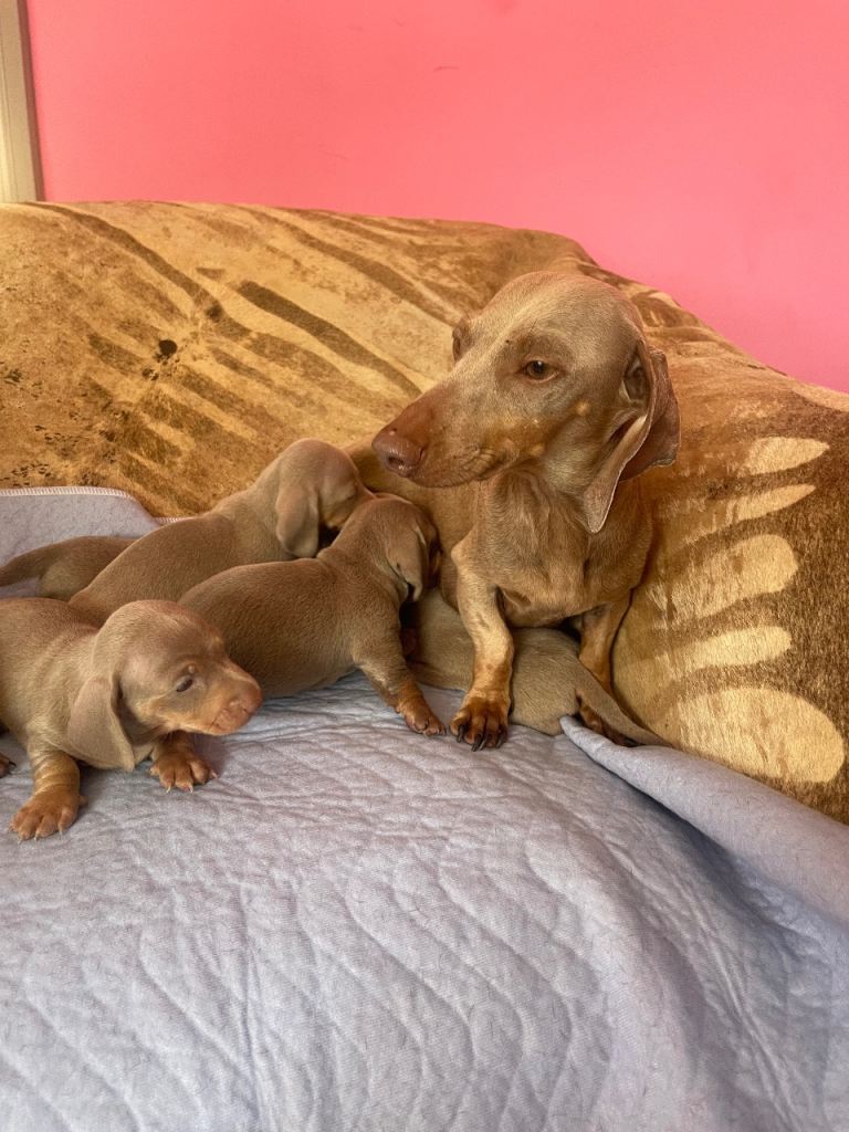 Pedigree miniature dachshunds