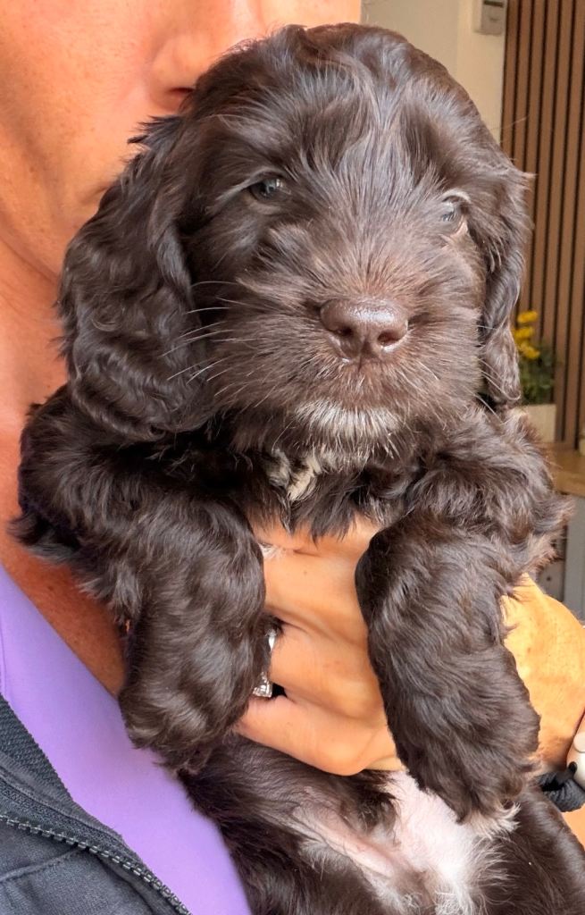 F1B cockapoo puppies 